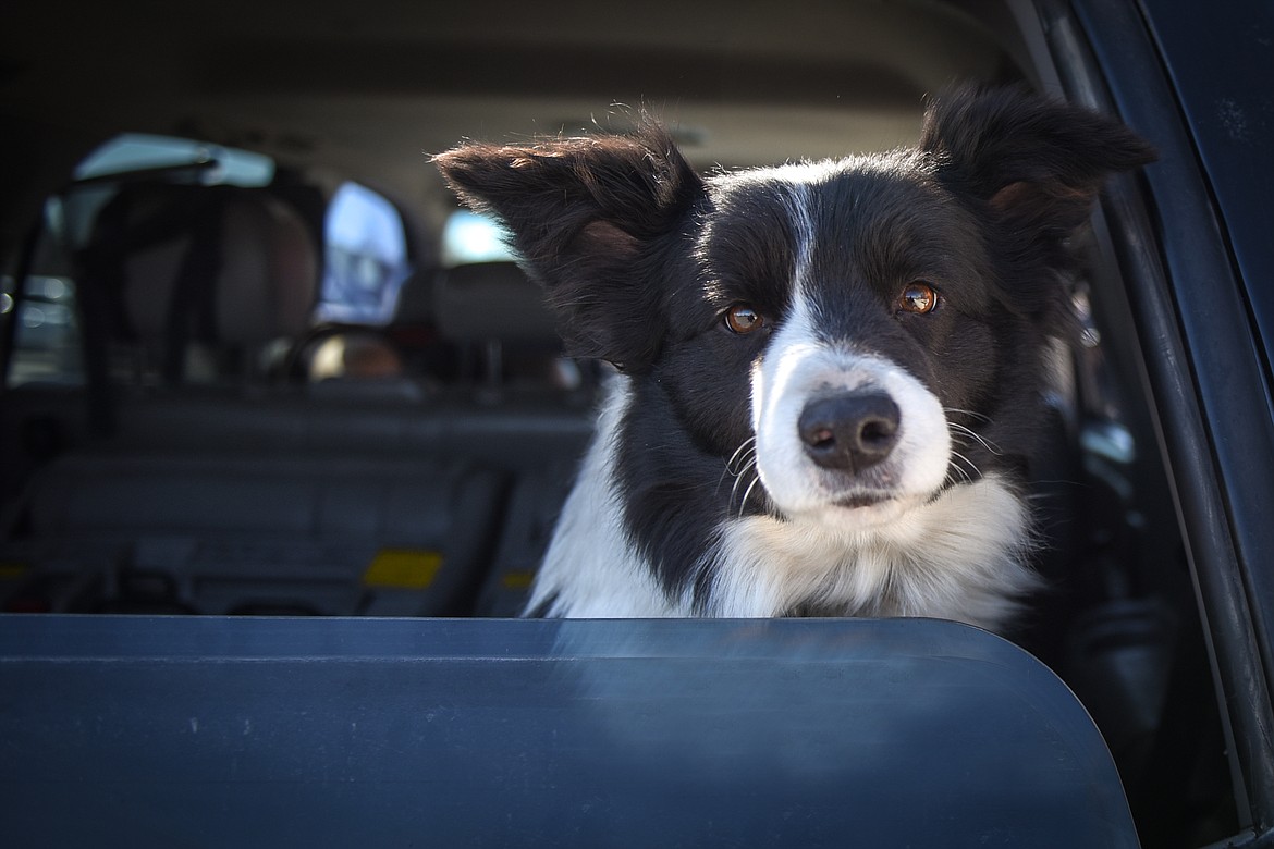 A dog sticks its head out of the back window of a vehicle during Canvas Church's drive-through Easter egg giveaway on Thursday. (Casey Kreider/Daily Inter Lake)
