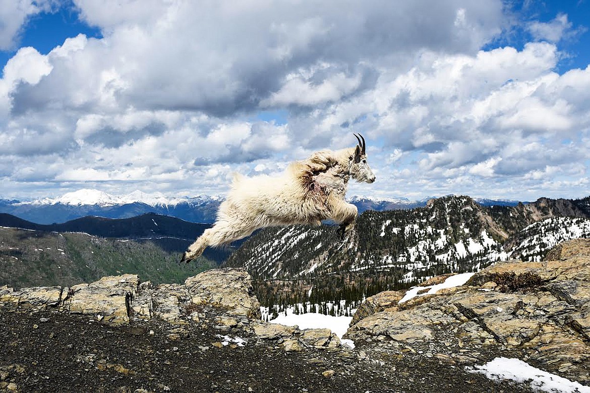 A mountain goat leaps across a gap in a rocky ledge in the Jewel Basin last summer.