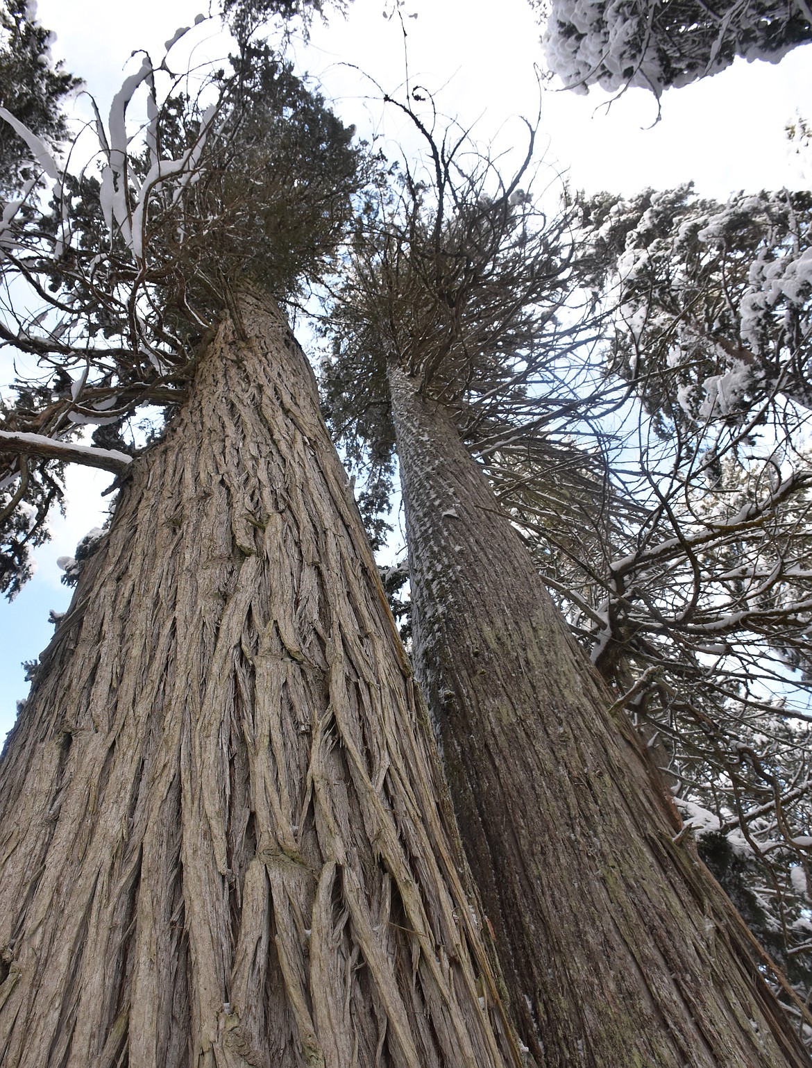 During the summer months, the grove of coniferous trees south of Troy better known as the Ross Creek Cedars is a popular destination spot, drawing visitors in by automobile. In winter, the towering western red cedars are best seen on skis or snowshoes. (Duncan Adams/The Western News)