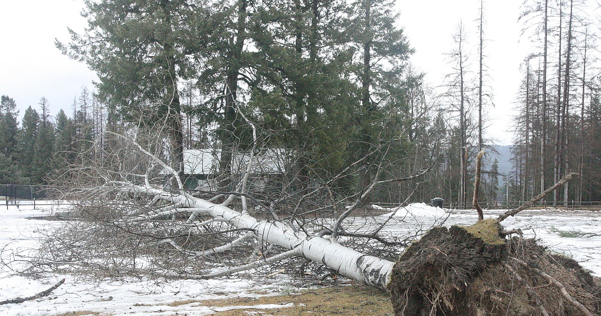 Winter storm leaves thousands without power | Western News