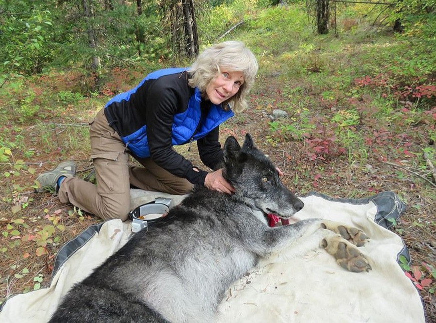 Well-known local wolf researcher Diane Boyd recently retired, and is now working on a book about wolf recovery and her decades of experiences in studying wolves. (Courtesy photo)