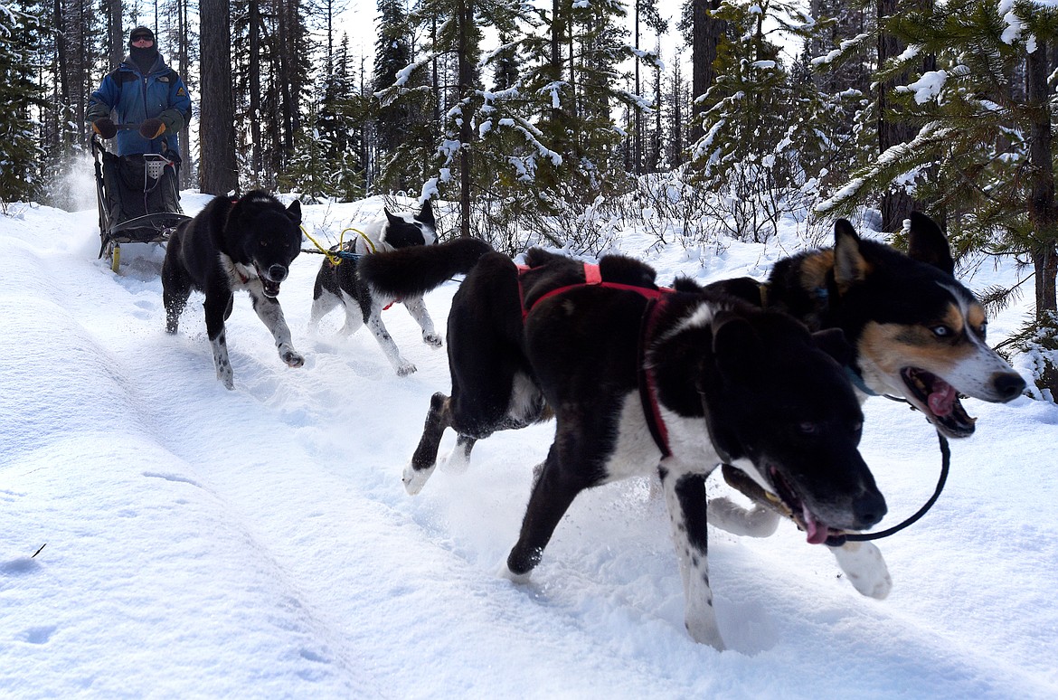 Steve Riggs and his sled dog team speed across the trail near his house while training for the Flathead Classic recently. (Jeremy Weber photos/Daily Inter Lake)