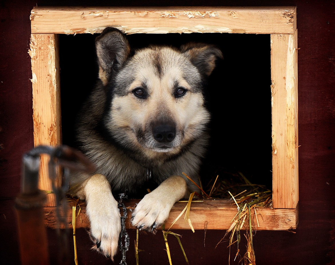 Crockett, one of the sled dogs owned by Sara and Butch Parr, hangs out in his house.