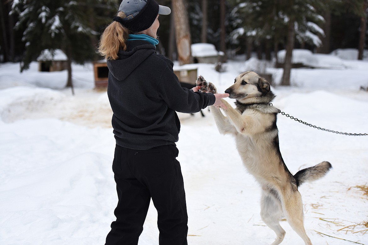 Sara Parr is greeted by Crockett, one the 26 sled dogs owned by her and her husband, Butch. (Jeremy Weber/Daily Inter Lake)