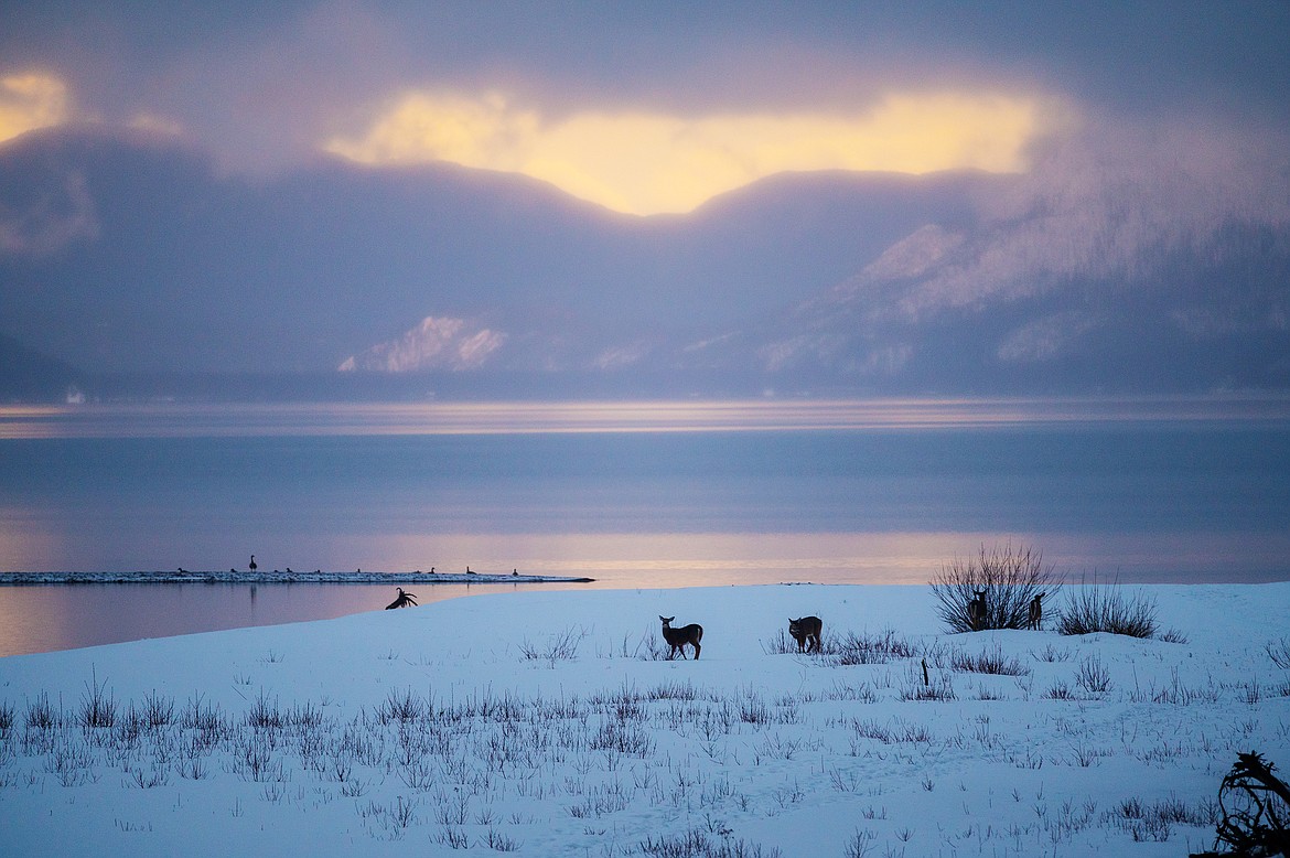 Deer feed at dusk.