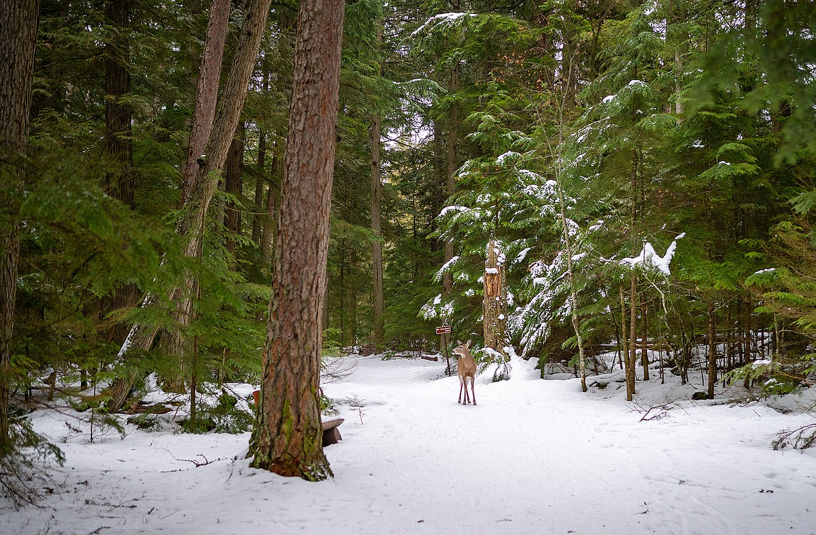 A deer pauses in the woods near Lake McDonald Lodge.