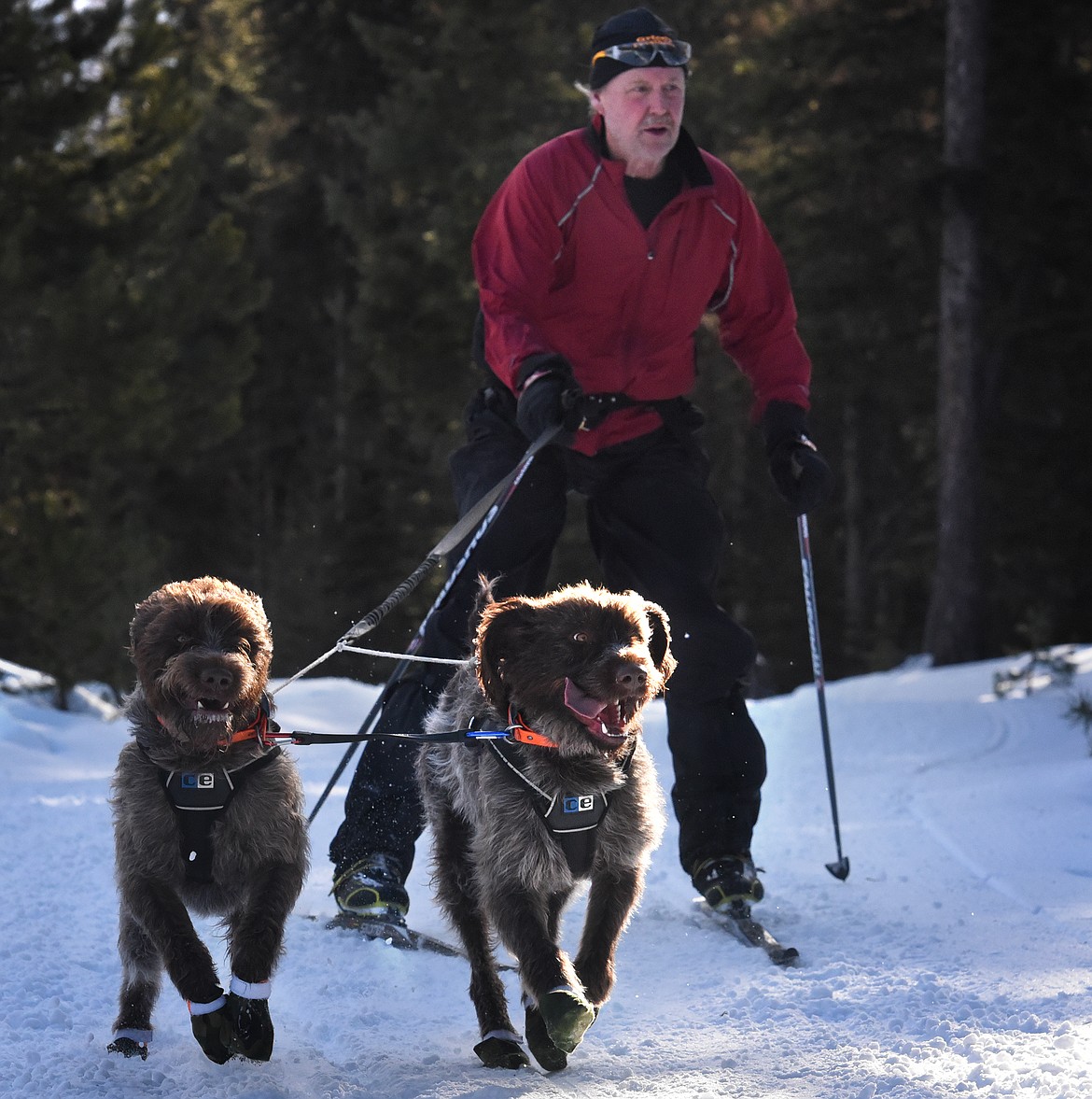 Jim Omdahl and his two-dog skijoring team near the halfway point of the Flathead Classic Saturday.
(Jeremy Weber/Daily Inter Lake)