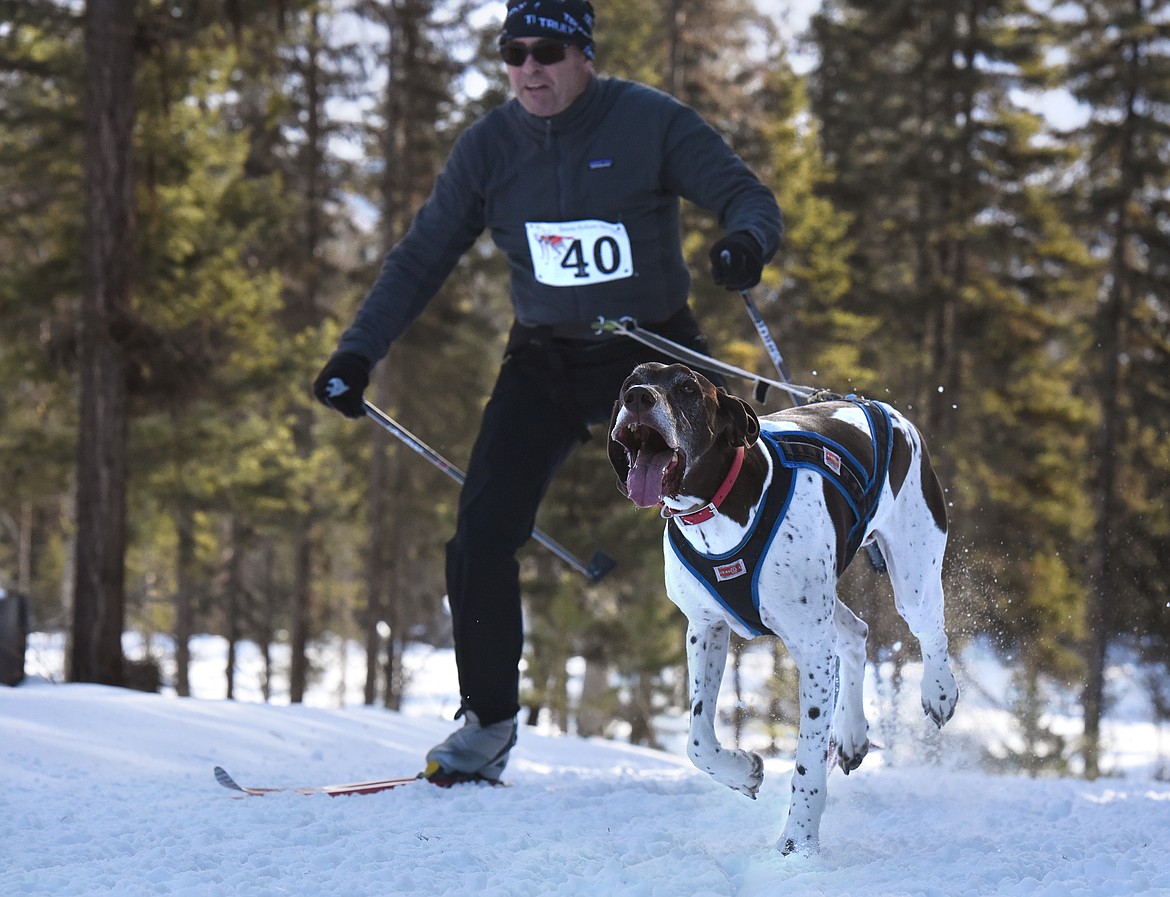 Robert Ramsay takes to the course for the dog skijoring portion of the Flathead Classic in Olney Saturday. (Jeremy Weber/Daily Inter Lake)