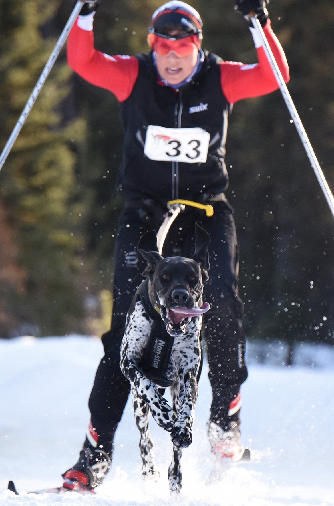 Teresa Petterson comes down a straightaway in the dog skijor at the Flathead Classic in Olney.
(Jeremy Weber/Daily Inter Lake)