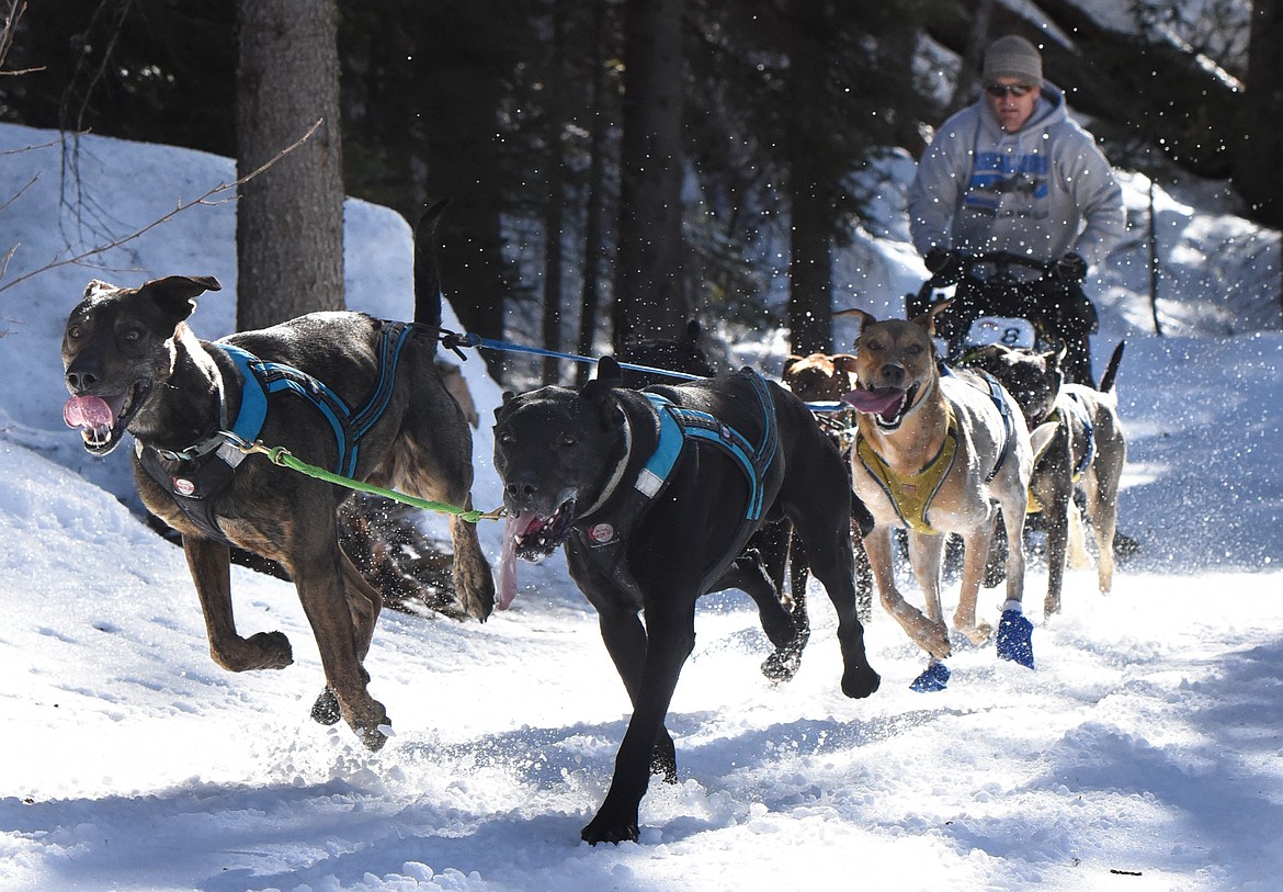 Musher Matt Johnson and his six-dog team make their way through the course at the Flathead Classic in Olney Saturday. (Jeremy Weber/Daily Interlake)