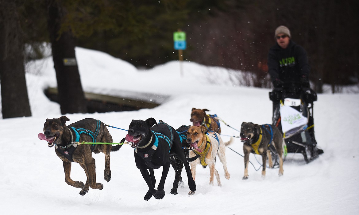 A six-dog team flies in on the final bend at the Flathead Classic Sled Dog Race in Olney last weekend. (Daniel McKay/Whitefish Pilot)