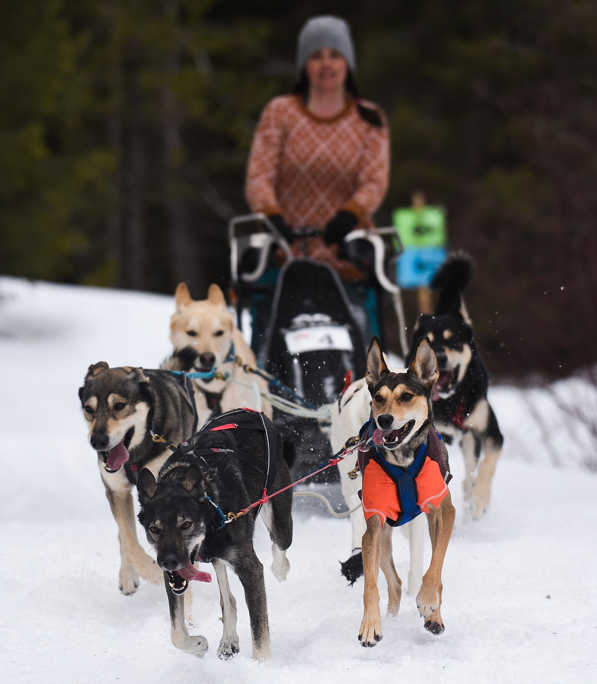 Geneva Lyon wraps up the six-dog race at the Flathead Classic Sled Dog Race in Olney last weekend. (Daniel McKay/Whitefish Pilot)