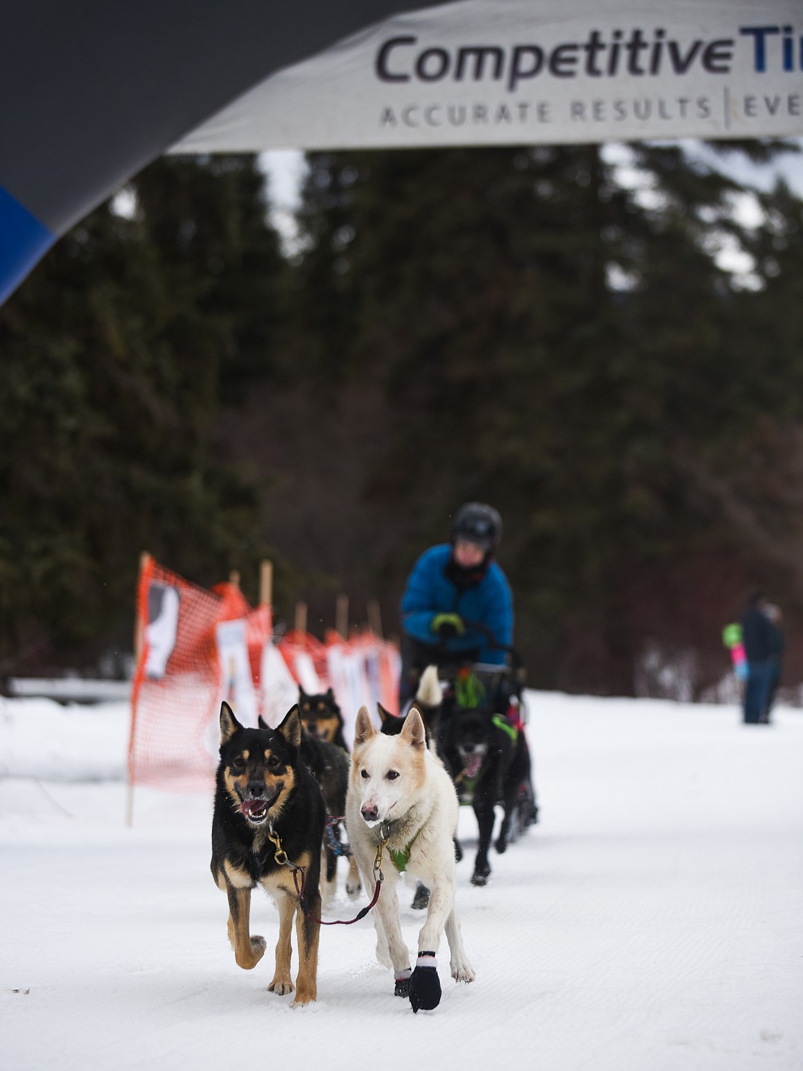 A six-dog team flies in on the final bend at the Flathead Classic Sled Dog Race in Olney last weekend. (Daniel McKay/Whitefish Pilot)