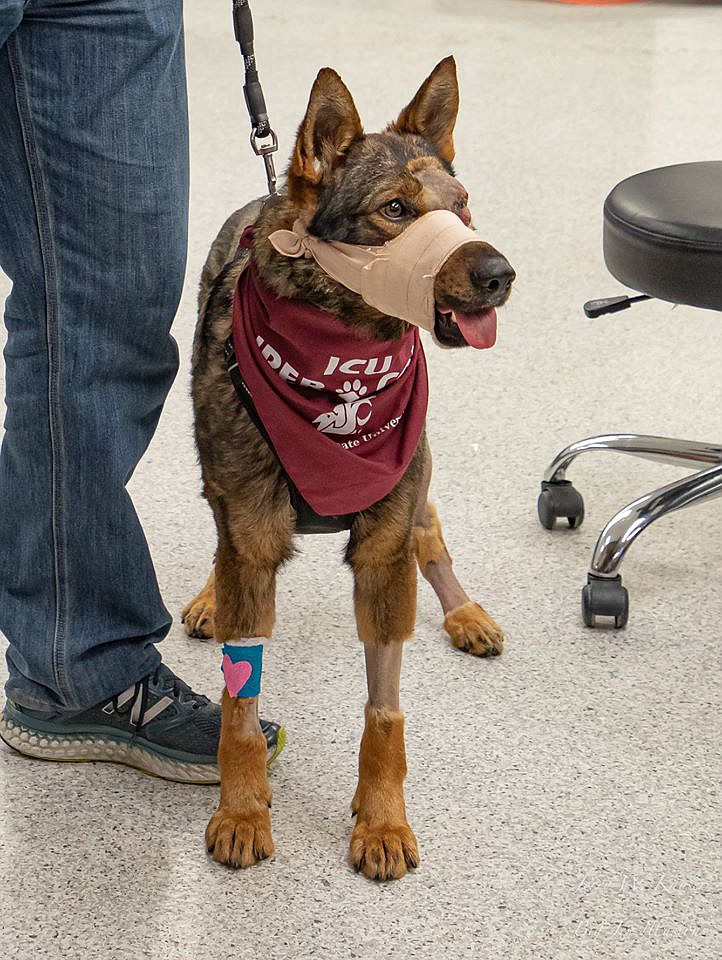 Photo courtesy of Jerry Kayser Quickly recovering from Tuesday's surgery, K9 Chief was looking ready to chase a ball Wednesday, despite the soft muzzle he will have to wear for the next six to eight weeks as a jaw fracture heals.