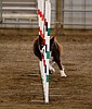 AKC Agility Trials bring trainers and canines from around the Northwest