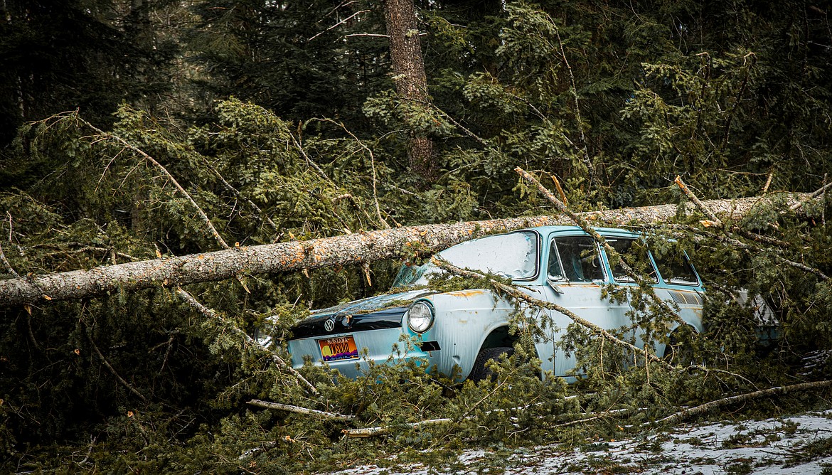 A toppled tree landed on a car on Montana 83 in the Ferndale area during last weekend’s windstorm that left thousands without power. (Courtesy photos by Kristy Pancoast)
