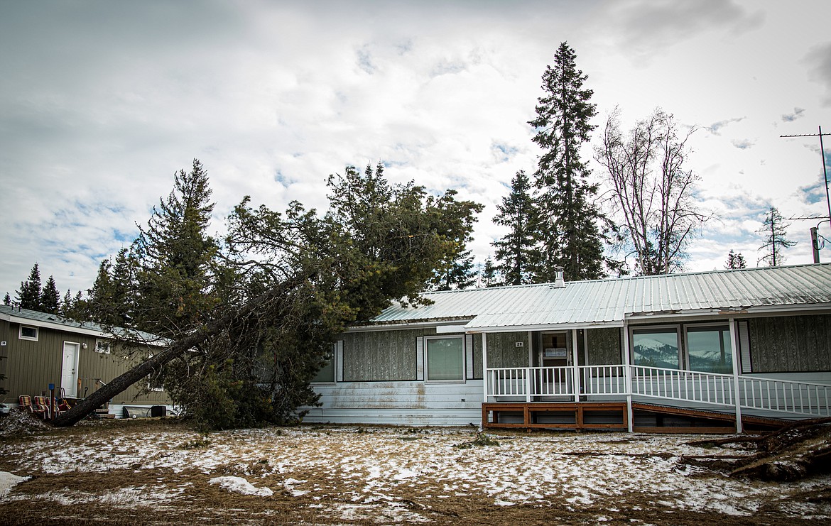 A tree fell on a house on Montana 83 during last weekend’s wind storm.