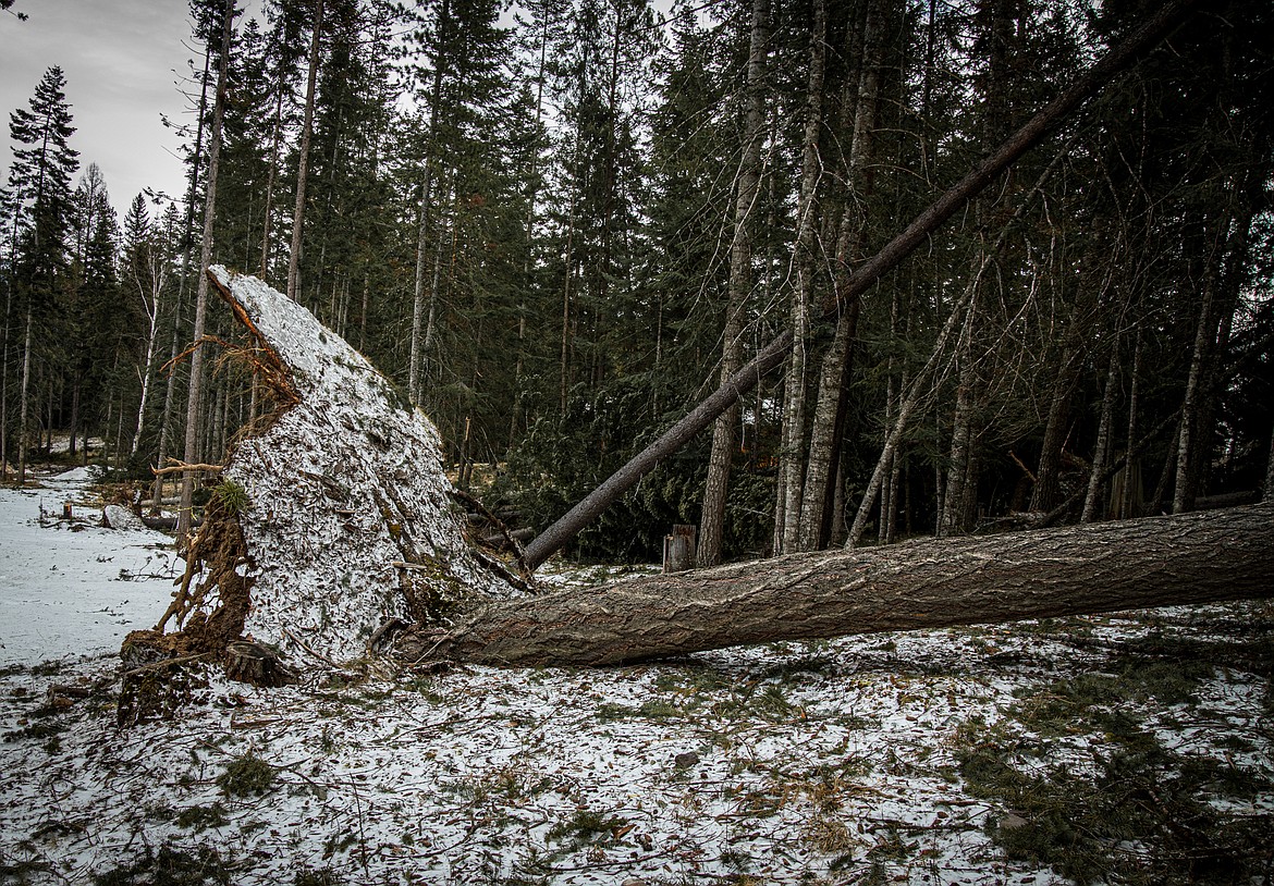A massive tree was uprooted on Montana 83 during last weekend’s windstorm. Courtesy Kristy Pancoast