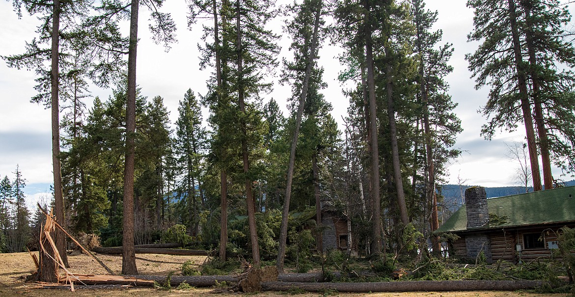 Fallen trees decorate the landscape near the Kootenai Lodgeon Saturday after a wind storm.  Courtesy Kristy Pancoast