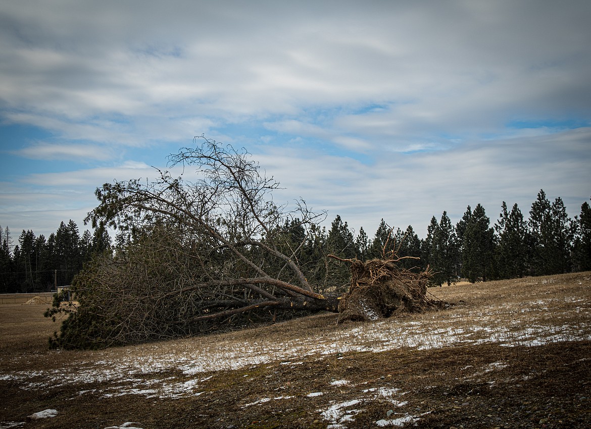 A massive tree was uprooted on Montana 83 during last weekend’s windstorm.
Courtesy Kristy Pancoast