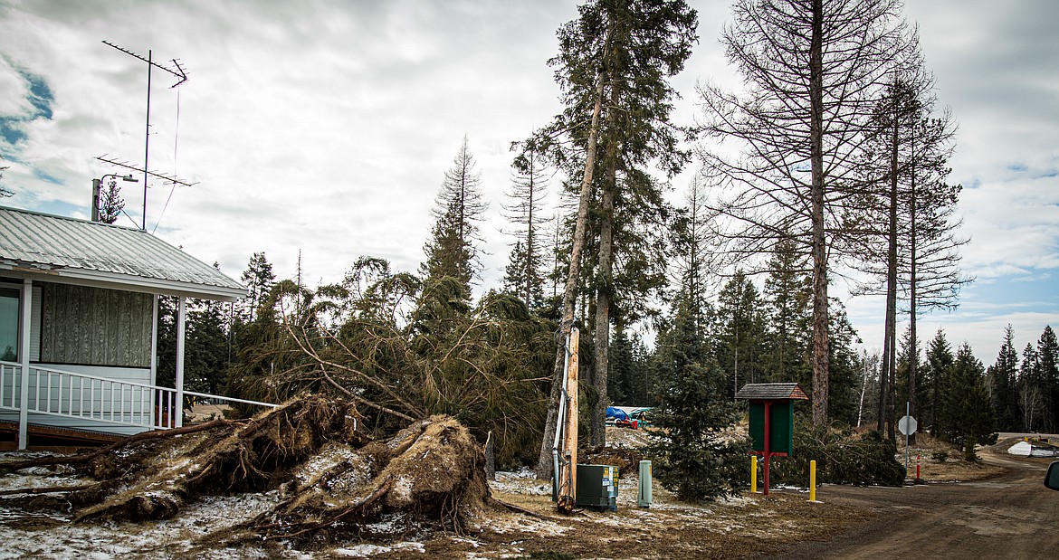 Damage from a recent wind storm is shown on Montana 83. 
 Courtesy Kristy Pancoast