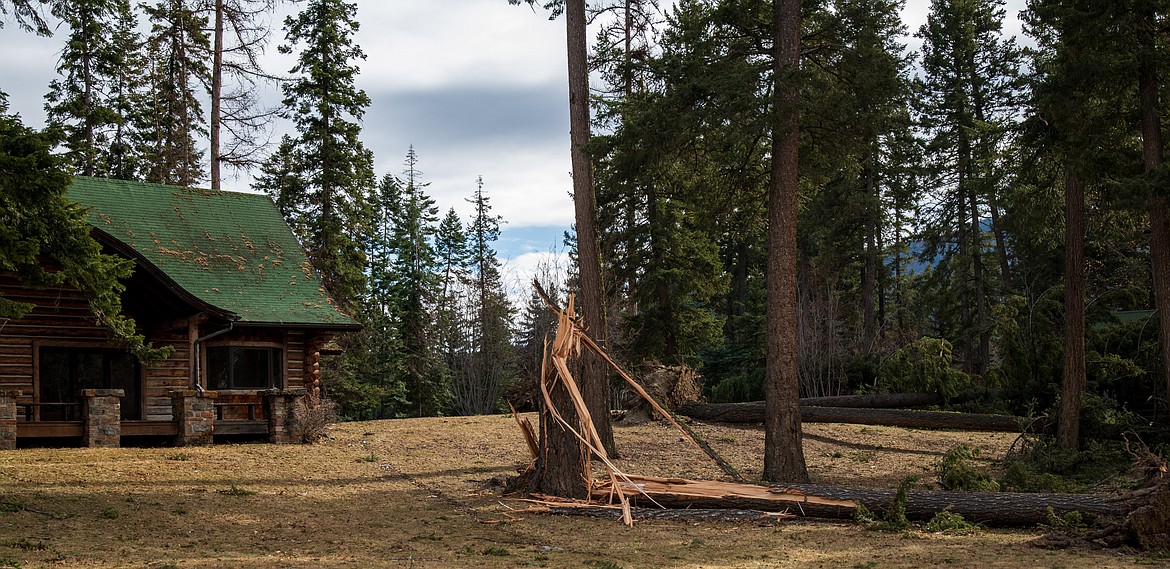 Fallen trees decorate the landscape near the Kootenai Lodgeon Saturday after a wind storm. 
  
 Courtesy Kristy Pancoast