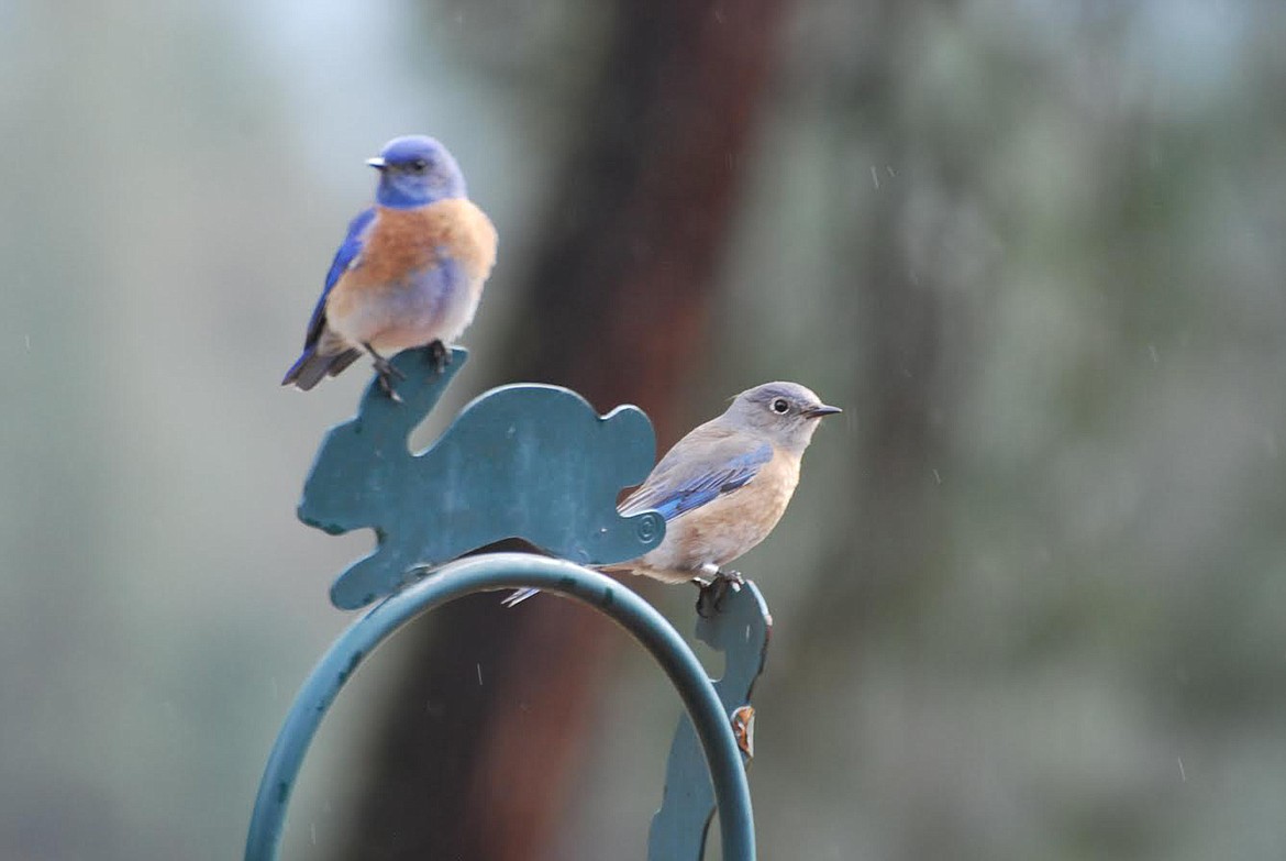 Two mountain bluebirds perch somewhere in Mineral County. (Photo courtesy Jane Brockway)