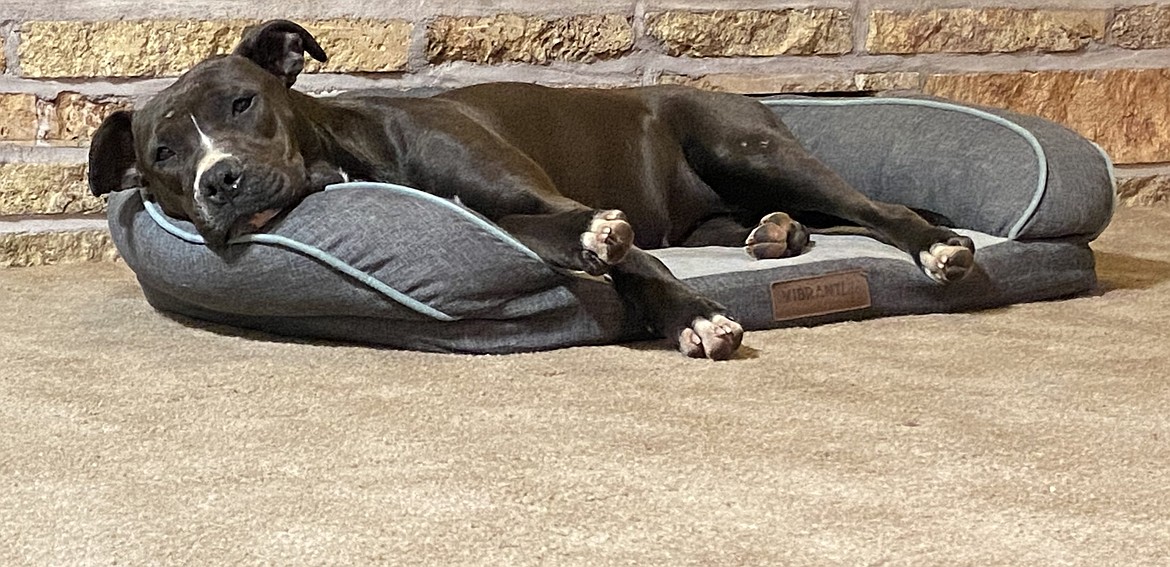 Stella takes her ease in the living room at Julianne Klein’s home. Klein found a way to get Stella back to her family.