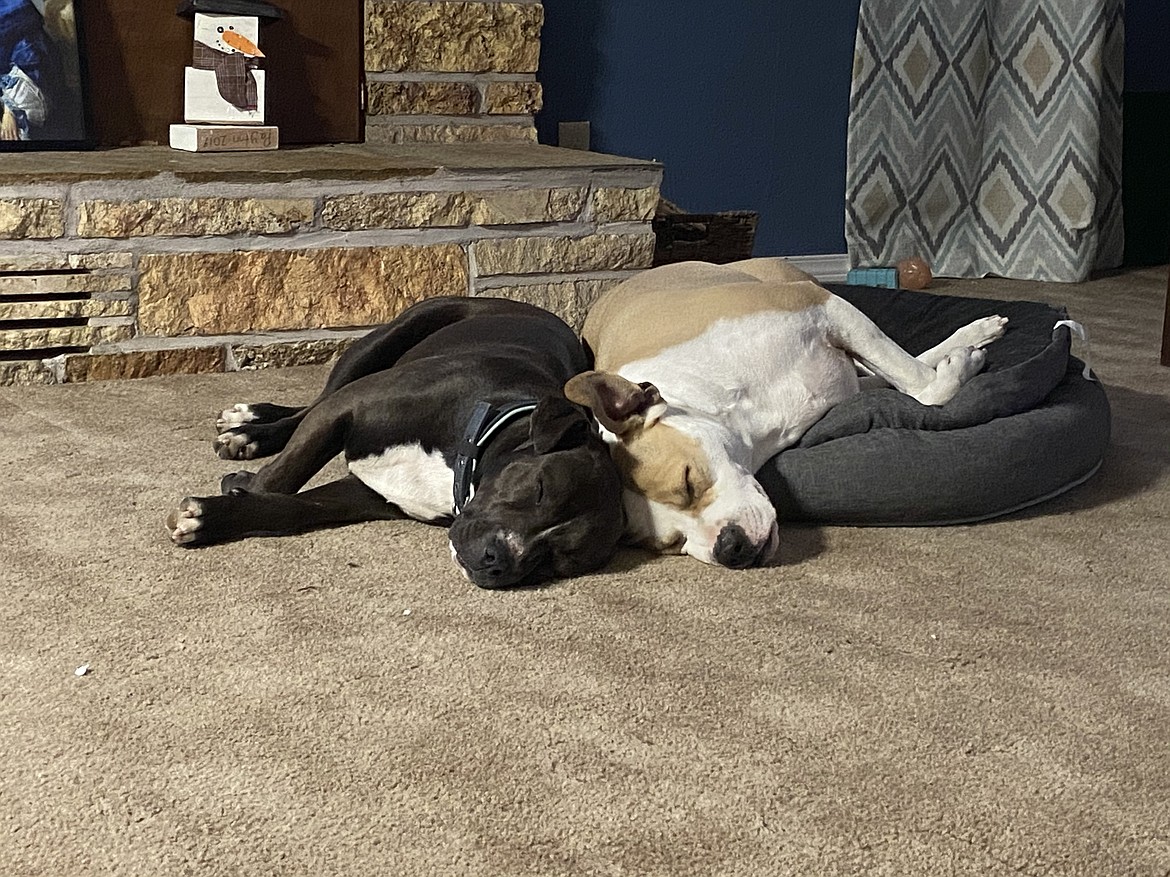 Stella (left) takes a nap in the living room of Julianne Klein’s home. Klein found a way to get Stella back to her forever family.