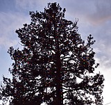 Christmas tree in Troy lit to boost spirits in time of uncertainty