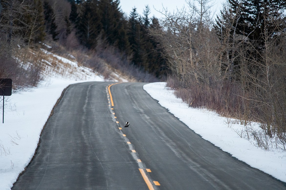 A skunk walks down the Going-to-the-Sun Road.