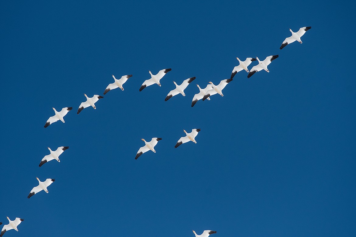 Snow geese fly overhead.