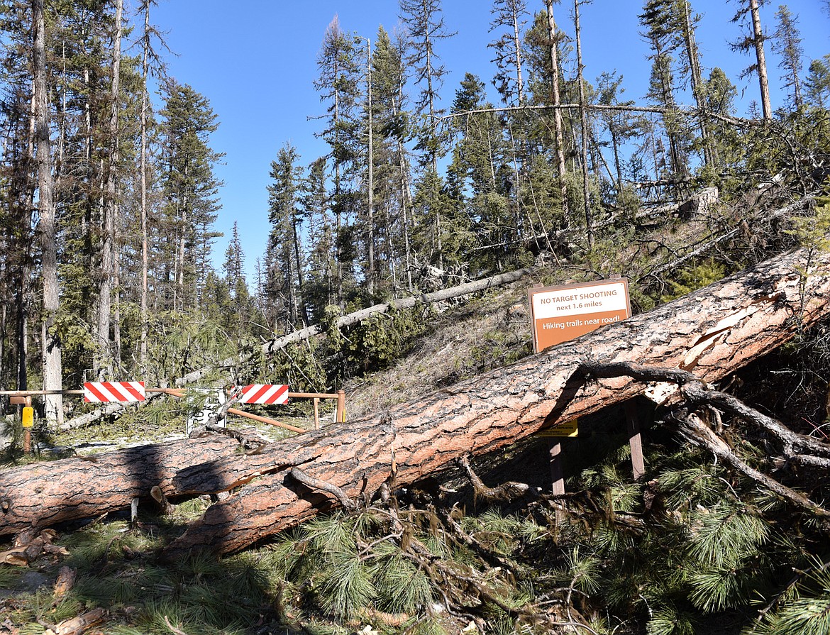 A windstorm on March 14 blew down trees in a large area north of Whitefish Lake including on Lower Whitefish Lake Road, which remains closed by the state Department of Natural Resources and Conservation until trees can be removed opening up access. (Heidi Desch/Whitefish Pilot)