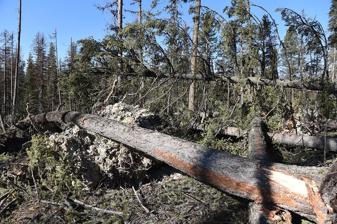 A windstorm on March 14 blew down trees in a large area north of Whitefish Lake. Large trees were pulled up by their roots and left crisscrossing each other on the ground. The Stillwater State Forest is working on plans for a timber project in the area that would salvage the fallen timber. (Heidi Desch/Whitefish Pilot)