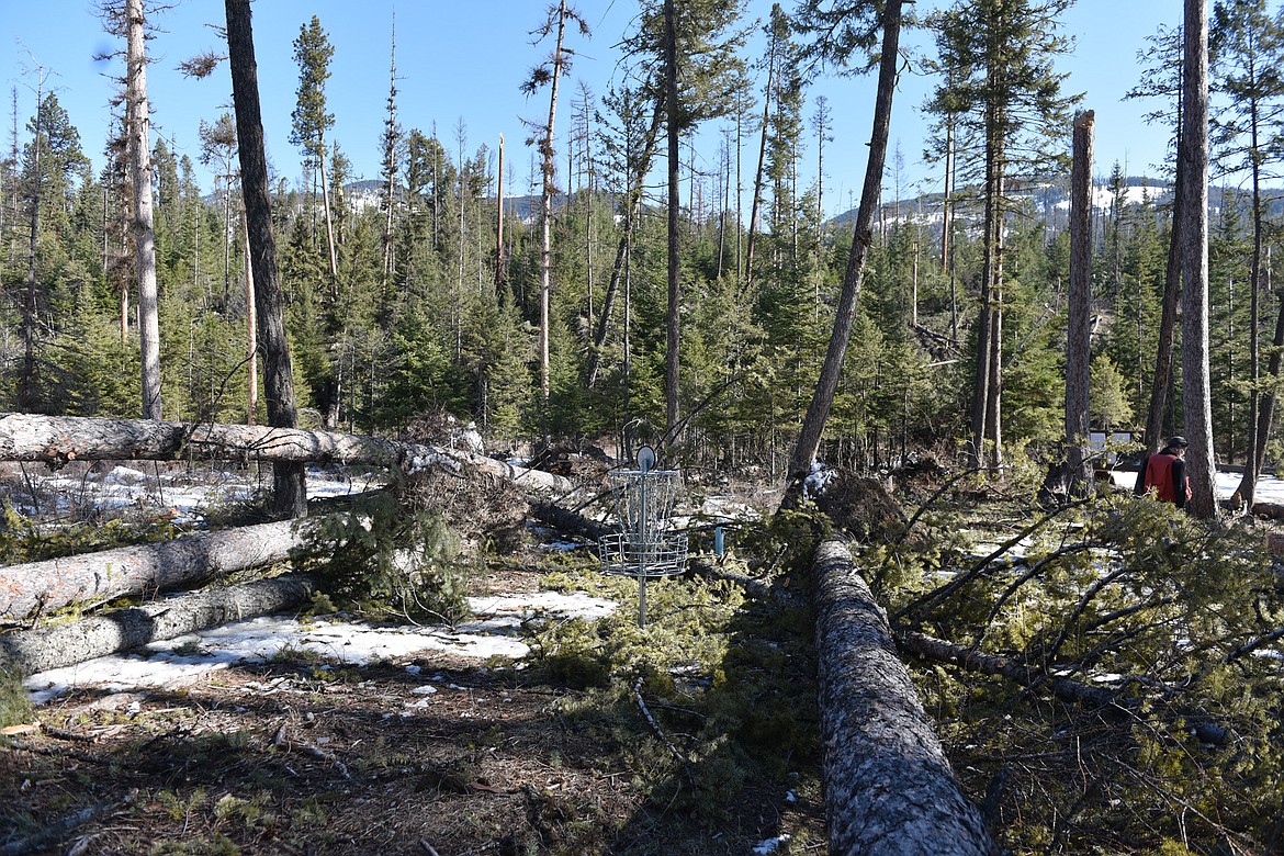 A disc golf basket in the Smith Lake Disc Golf Course survived a number of large trees that fell down around it in a March 14 windstorm. The event uprooted trees in a large area north of Whitefish Lake. The Stillwater State Forest is working on plans to open up access and on a timber project in the area that would salvage the fallen trees. (Heidi Desch/Whitefish Pilot)