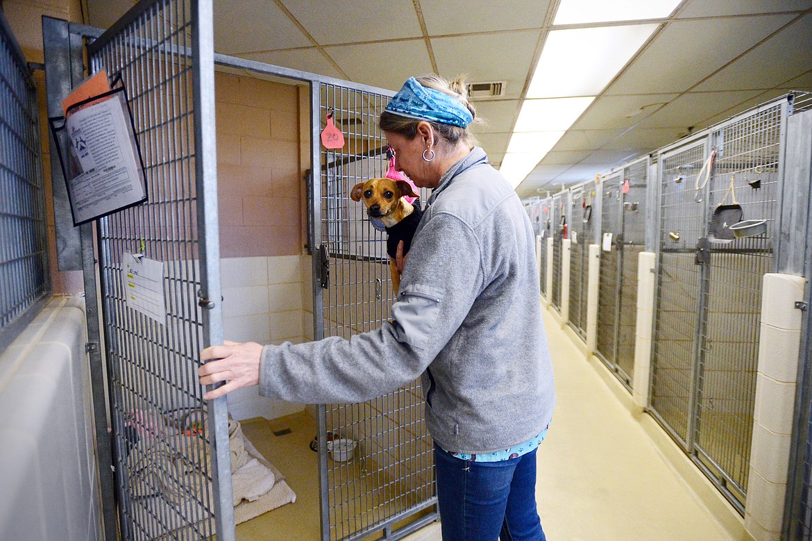 Danielle Zanni places Indie, a Chihuahua/dachshund mix, back into her kennel at the Flathead County Animal Shelter on Wednesday, March 25. (Casey Kreider/Daily Inter Lake)