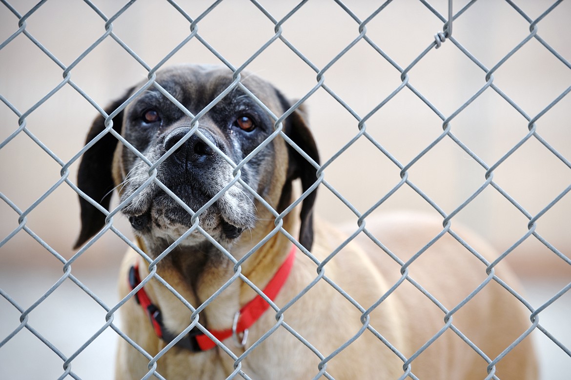 Sunday, a senior mastiff rescued from a puppy mill, stands inside an enclosure at the Flathead County Animal Shelter on Wednesday, March 25. (Casey Kreider/Daily Inter Lake)