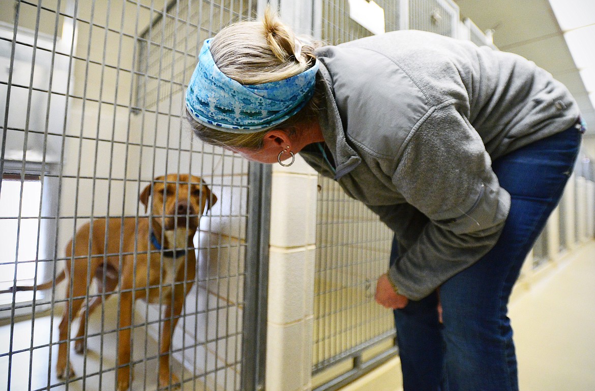 Danielle Zanni greets Boone, an adoptable mixed-breed dog, as she walks through the kennels at the Flathead County Animal Shelter on Wednesday, March 25. (Casey Kreider/Daily Inter Lake)