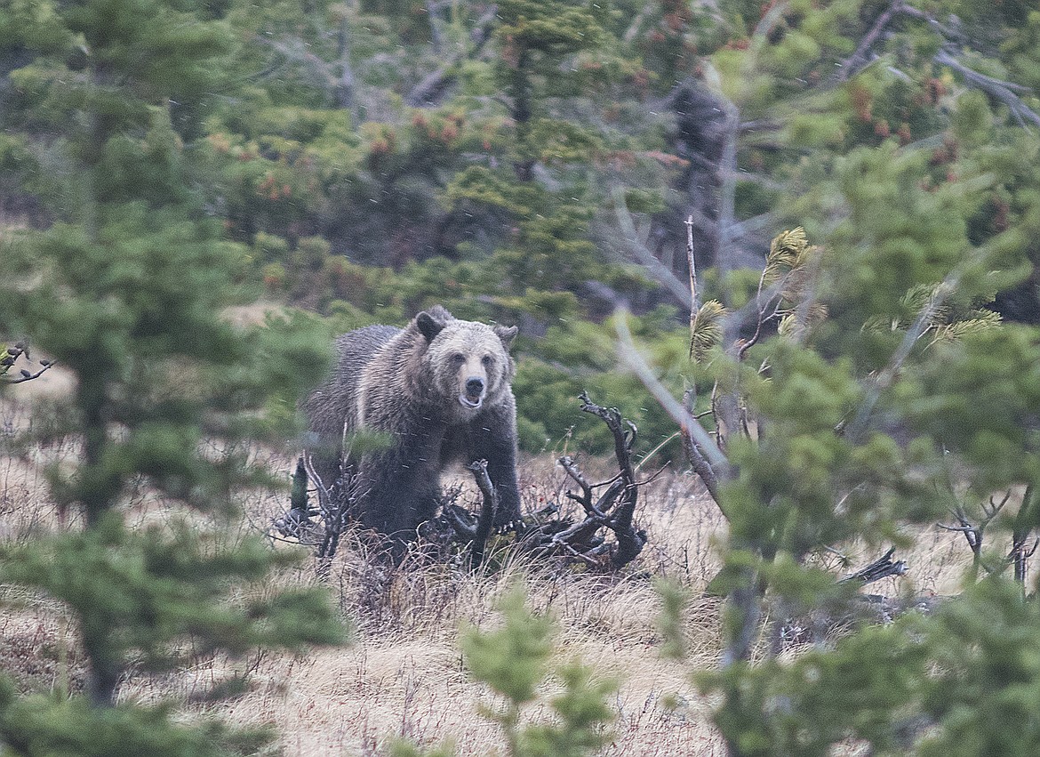 A grizzly bear feeds on whatever it found under this stump in this file photo. (Chris Peterson photo)