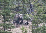 Grizzly deaths lower than last year