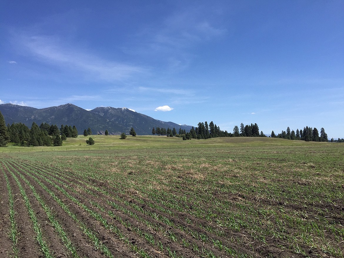 This 320-acre property, owned by brother and sister Richard and Grace Blanchet, was gifted to the Montana Land Reliance. (Courtesy the Montana Land Reliance)