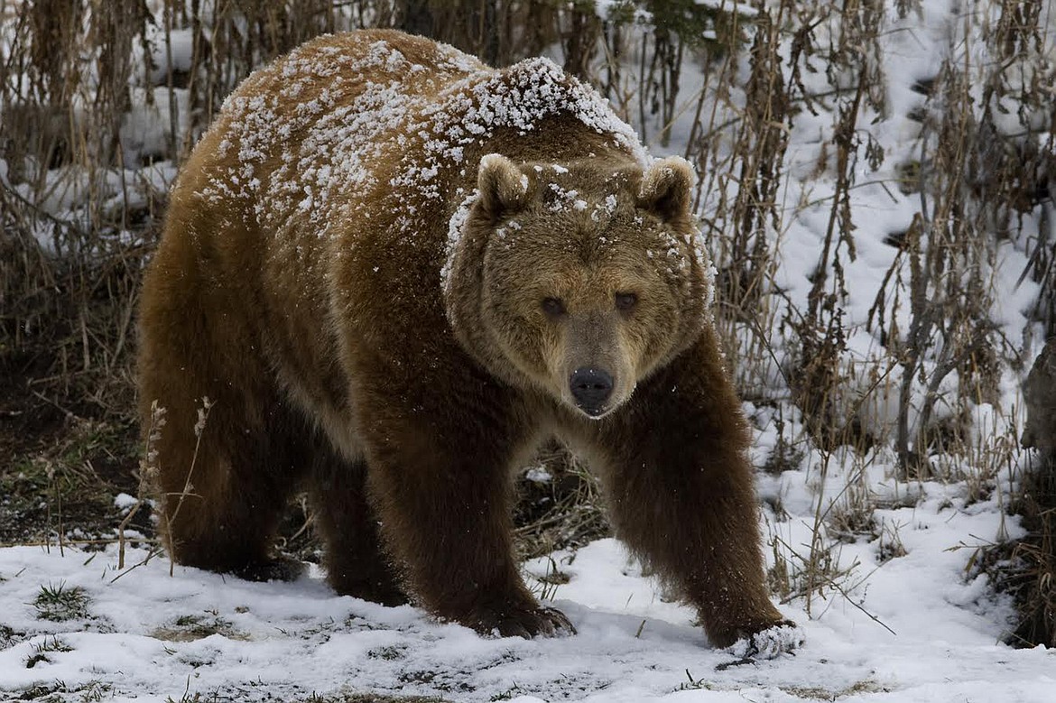 A GRIZZLY BEAR at Yellowstone National Park. (Jeremy Weber/Daily Inter Lake)