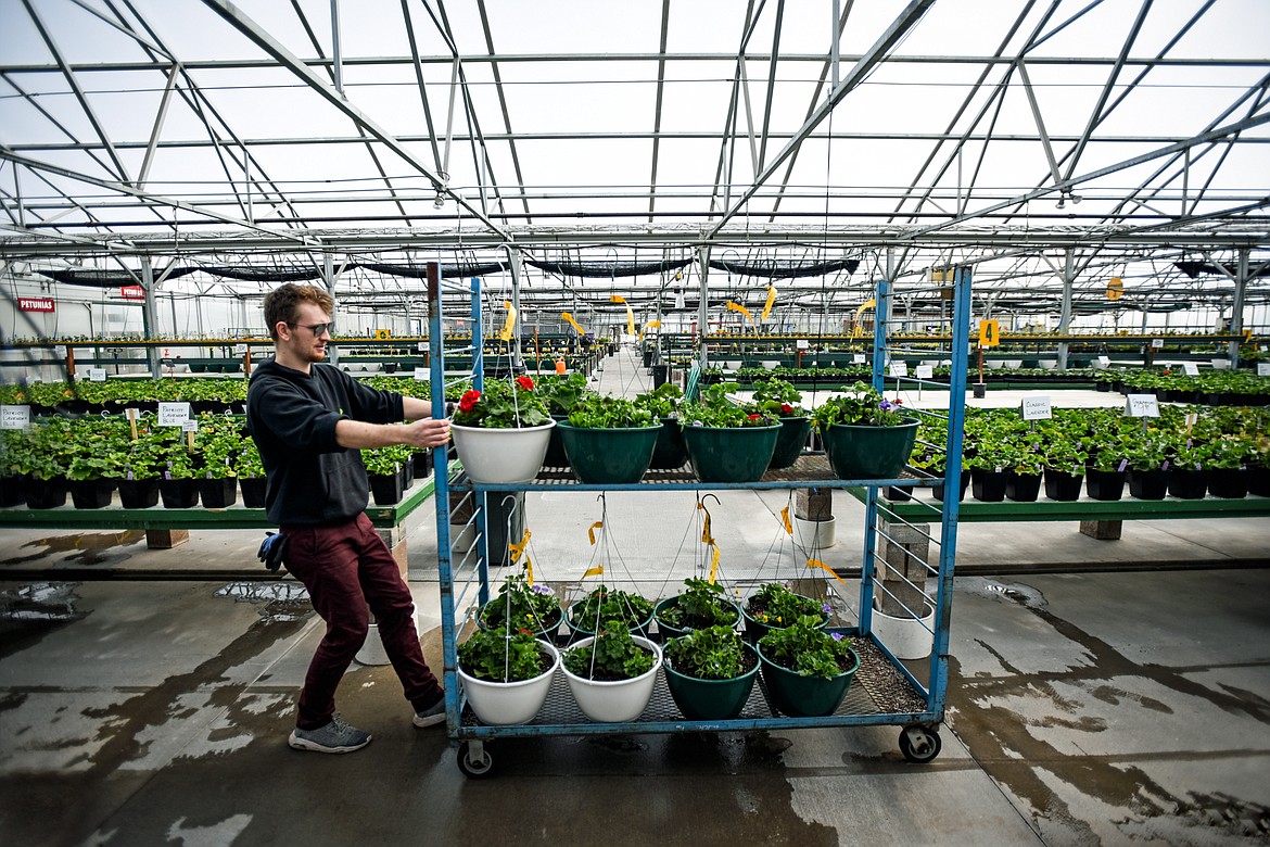 Chasen Waltman moves a cart of freshly-potted flowers into the main greenhouse for sale at Hooper's Garden Center on Tuesday, April 7. (Casey Kreider/Daily Inter Lake)