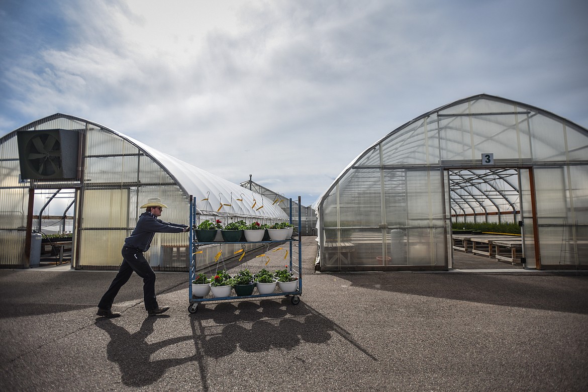 Caleb Blake wheels a cart of freshly-potted flowers into the main greenhouse for sale at Hooper's Garden Center on Tuesday, April 7. (Casey Kreider/Daily Inter Lake)