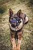 K-9 Chief joins proud pack of law, military dogs aided by Project K-9 Hero