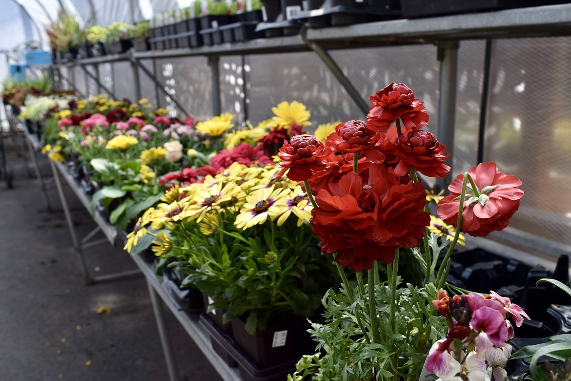 Flowers in the Penhallurick’s True Value greenhouse.