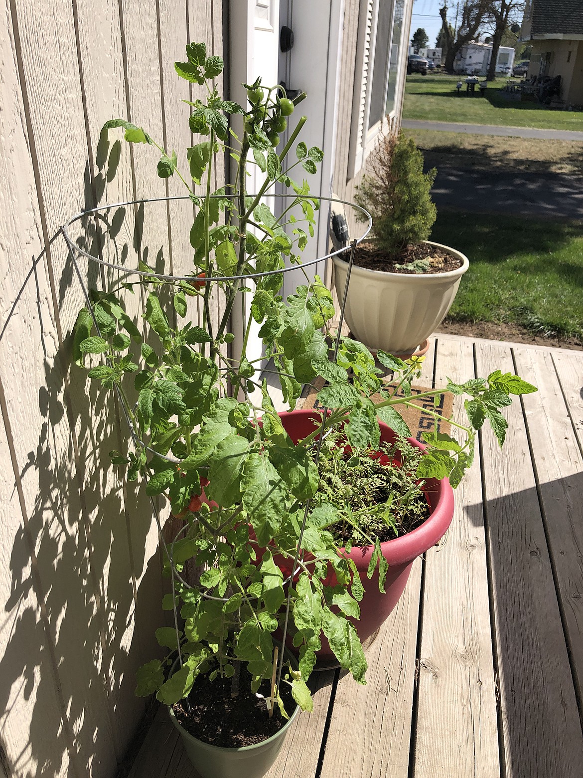 My indoor tomato, which I planted in December, getting some sun last weekend.