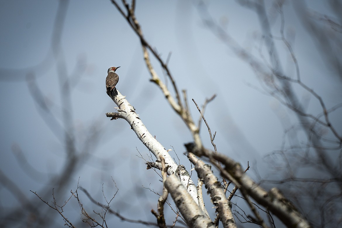 A northern flicker woodpecker sings from a group of white birches at Owen Sowerwine Natural Area in Kalispell on Friday, April 24. (Casey Kreider/Daily Inter Lake)