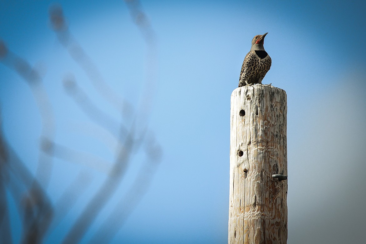 A northern flicker woodpecker perches on a post at Owen Sowerwine Natural Area in Kalispell on April 24. (Casey Kreider/Daily Inter Lake)