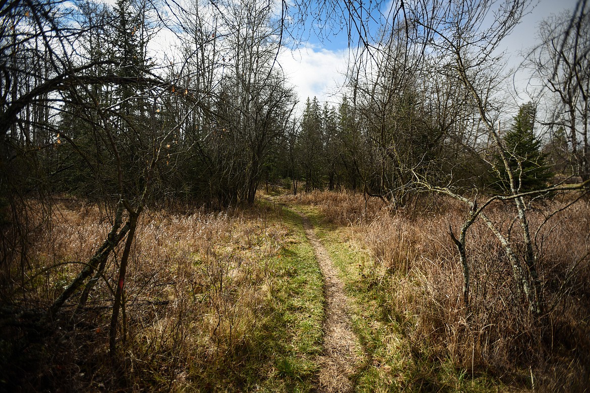 A section of trail winds into the woods at Owen Sowerwine Natural Area in Kalispell on Friday, April 24. (Casey Kreider/Daily Inter Lake)